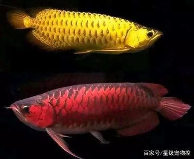 紅龍魚為啥那么貴（紅龍魚為什么這么貴） 龍魚百科 第7張