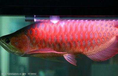 紅龍魚(yú)缸背景顏色代表什么（紅龍魚(yú)缸背景顏色如何選擇？） 龍魚(yú)百科 第3張