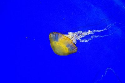 紅龍魚(yú)缸背景顏色代表什么（紅龍魚(yú)缸背景顏色如何選擇？） 龍魚(yú)百科 第5張