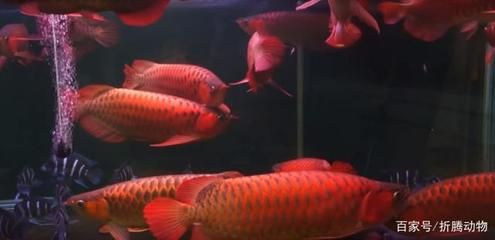 紅龍魚都吃什么（紅龍魚吃什么最好） 龍魚百科 第4張