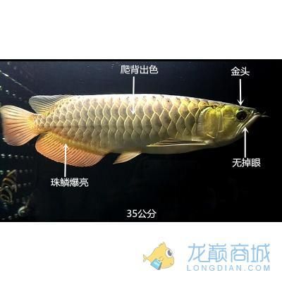 金龍魚35公分還沒過背怎么回事（金龍魚35公分還沒過背可能是由于鱗片發(fā)育未完全） 龍魚百科 第5張