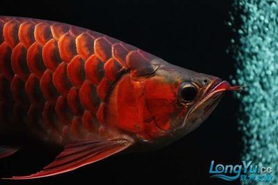 紅龍魚(yú)多久喂一次才不會(huì)兜嘴（關(guān)于紅龍魚(yú)的喂養(yǎng)建議） 龍魚(yú)百科 第5張