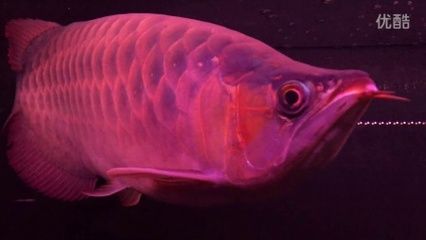 紅龍魚(yú)多久喂一次才不會(huì)兜嘴（關(guān)于紅龍魚(yú)的喂養(yǎng)建議） 龍魚(yú)百科 第7張