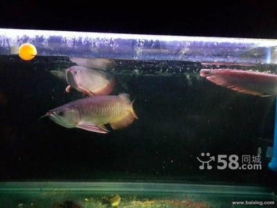 金龍魚(yú)30厘米的表現(xiàn)（30厘米的金龍魚(yú)在形態(tài)、生活習(xí)性、飼養(yǎng)注意事項(xiàng)上有一定的表現(xiàn)） 龍魚(yú)百科 第4張