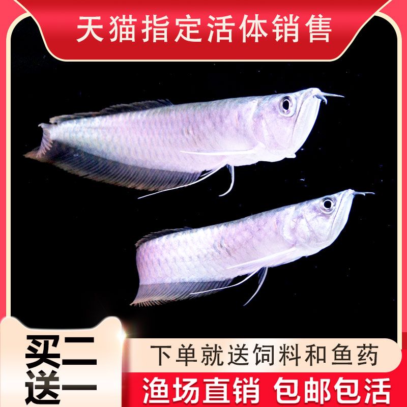 金龍魚(yú)30厘米的表現(xiàn)（30厘米的金龍魚(yú)在形態(tài)、生活習(xí)性、飼養(yǎng)注意事項(xiàng)上有一定的表現(xiàn)） 龍魚(yú)百科 第7張