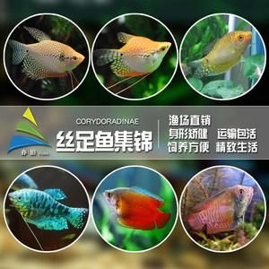 紅尾珍珠龍魚怎么養(yǎng)（紅尾珍珠龍魚怎么養(yǎng)「上海巷美農(nóng)業(yè)科技供應） 龍魚百科 第7張