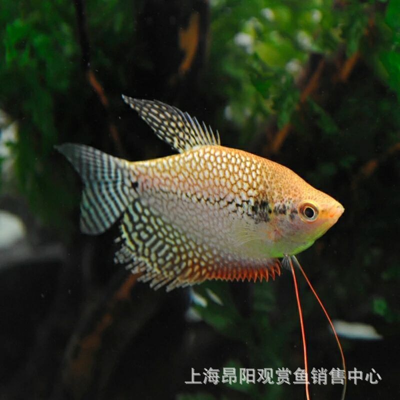 觀賞魚曼龍魚怎么賣的好一點(diǎn)（賣觀賞魚斗魚怎么賣） 龍魚百科 第1張