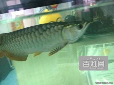 金龍魚30厘米的表現(xiàn)是什么（30厘米的金龍魚在市場上價格是多少？） 龍魚百科 第1張