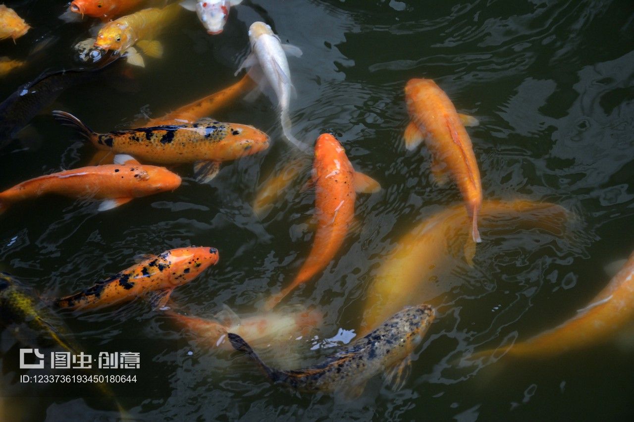 紅色的金龍魚好不好養(yǎng)活一點（養(yǎng)殖紅色金龍魚需要注意的問題） 龍魚百科 第7張