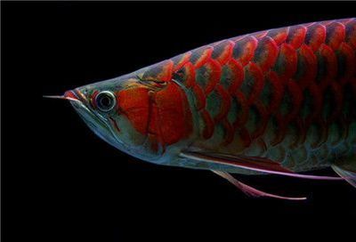 紅龍魚(yú)兜嘴的原因（淺談紅龍魚(yú)兜嘴的原因）