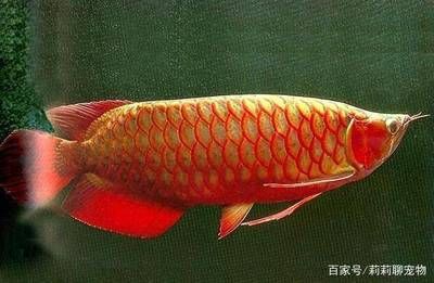 紅龍魚等級(jí)區(qū)分圖解高清（如何區(qū)分紅龍魚的等級(jí)？）