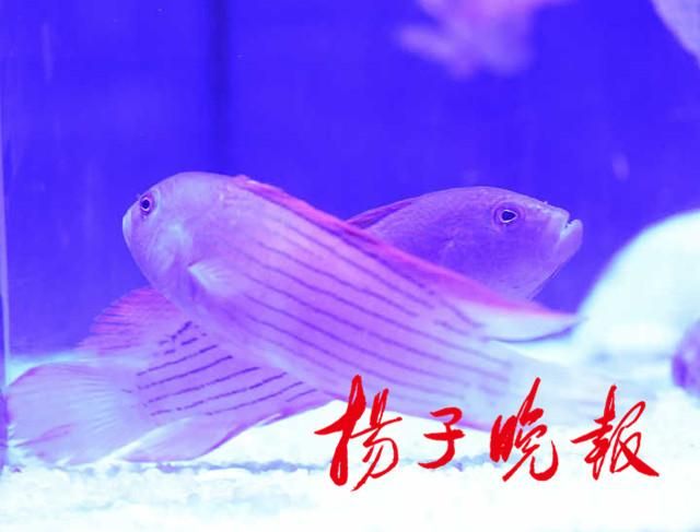 紅龍魚鱗片怎么分排（紅龍魚的鱗片分級） 龍魚百科 第4張