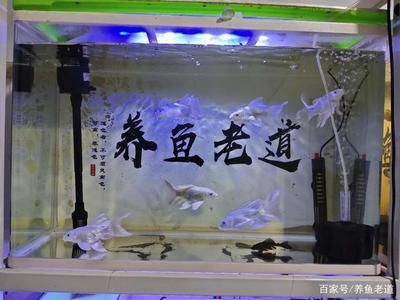 蝴蝶鯉和龍魚可以一起養(yǎng)嗎（蝴蝶鯉可以和龍魚一起養(yǎng)嗎） 龍魚百科 第7張