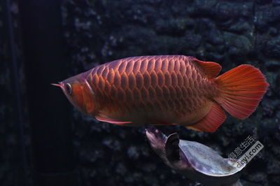 紅龍魚適合多大魚缸養(yǎng)（養(yǎng)紅龍魚需要多大尺寸的魚缸尺寸對(duì)于紅龍魚的健康生長至關(guān)重要） 龍魚百科 第6張