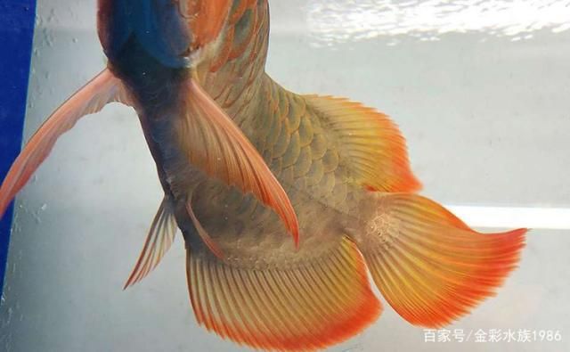 紅龍魚血統(tǒng)排行表最新版（關(guān)于紅龍魚血統(tǒng)排行表最新版的問題） 龍魚百科 第4張