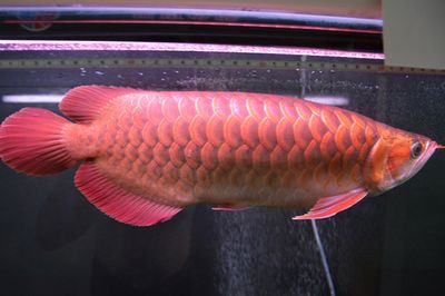 紅龍魚(yú)眼睛突出很多是什么原因（紅龍魚(yú)眼睛突出是一種常見(jiàn)的病癥可能由多種因素引起） 龍魚(yú)百科 第4張