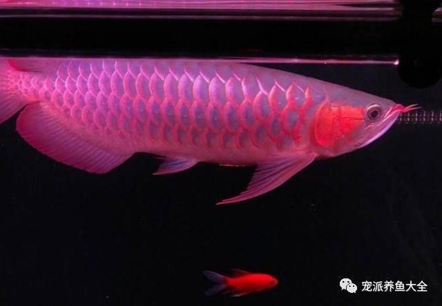 紅龍魚飼養(yǎng)成本（武漢一條紅龍魚標價298萬元每月飼養(yǎng)成本約298萬元） 龍魚百科 第4張