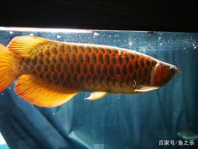 紅龍魚養(yǎng)多久才發(fā)色正常（紅龍魚發(fā)色過程） 龍魚百科 第7張