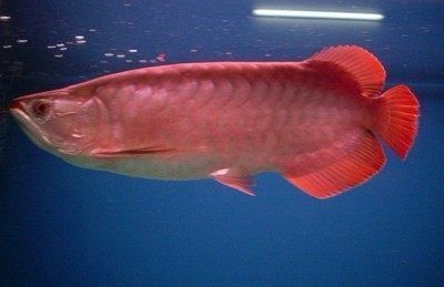 仟湖龍魚飼料喂錦鯉（仟湖龍魚飼料與專為錦鯉設計的飼料有哪些優(yōu)缺點） 水族問答 第2張