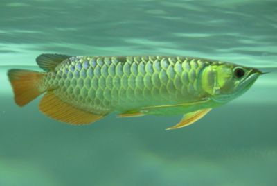 仟湖龍魚飼料喂錦鯉（仟湖龍魚飼料與專為錦鯉設計的飼料有哪些優(yōu)缺點） 水族問答 第7張