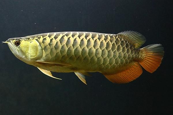 仟湖龍魚飼料喂錦鯉（仟湖龍魚飼料與專為錦鯉設計的飼料有哪些優(yōu)缺點） 水族問答 第5張