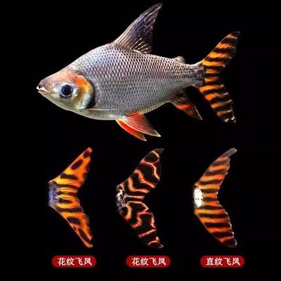 紅龍魚(yú)和銀龍魚(yú)混養(yǎng)有什么好處（紅龍魚(yú)和銀龍魚(yú)混養(yǎng)在理論上可行嗎？）