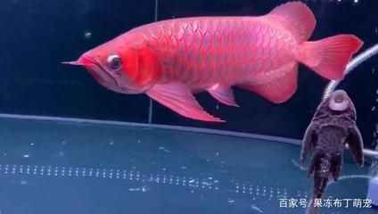 紅龍魚養(yǎng)多久才發(fā)色（關(guān)于紅龍魚發(fā)色的詳細信息）