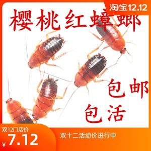 紅龍魚最喜歡吃什么東西（紅龍魚吃什么最好） 龍魚百科 第5張