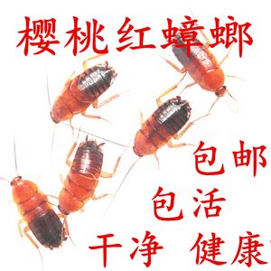 紅龍魚最喜歡吃什么東西（紅龍魚吃什么最好） 龍魚百科 第6張