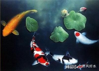 風(fēng)水龍魚養(yǎng)幾條好旺財（龍魚養(yǎng)幾條最好風(fēng)水學(xué)） 龍魚百科 第3張