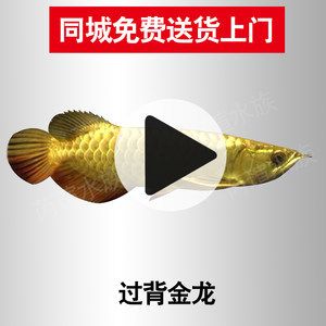 金龍魚(yú)24k金和金頭區(qū)別（金龍魚(yú)中的“24k金”和“金頭”有什么區(qū)別？） 龍魚(yú)百科 第5張