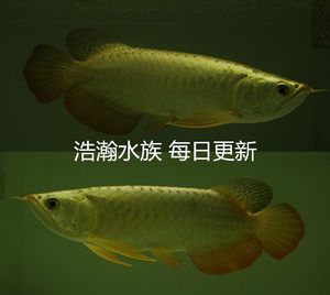 金龍魚(yú)24k金和金頭區(qū)別（金龍魚(yú)中的“24k金”和“金頭”有什么區(qū)別？） 龍魚(yú)百科 第3張