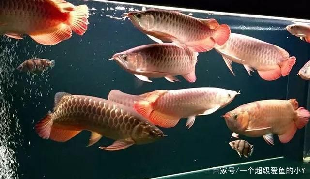 紅龍魚(yú)適合混養(yǎng)嗎（紅龍魚(yú)可以混養(yǎng)什么魚(yú)） 龍魚(yú)百科 第4張