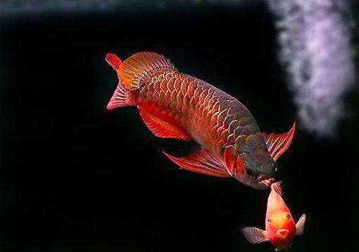 紅龍魚多大開(kāi)始用側(cè)燈（紅龍魚一天開(kāi)幾個(gè)小時(shí)燈,用什么燈好） 龍魚百科 第3張