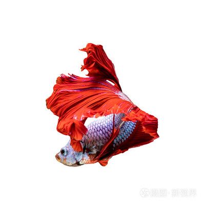 紅色的龍魚(yú)叫什么（世界上8大紅龍魚(yú)品種，一條價(jià)值268萬(wàn)元！）