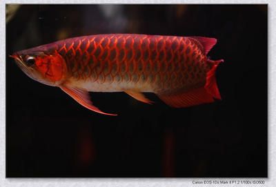 紅色的龍魚叫什么（世界上8大紅龍魚品種，一條價(jià)值268萬元?。?龍魚百科 第4張