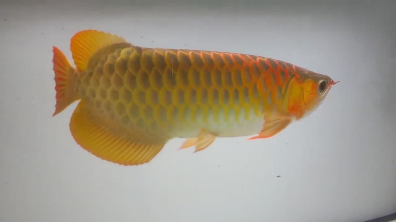 紅龍魚品相圖解（紅龍魚各品種的區(qū)分掃盲紅龍魚各品種的區(qū)分掃盲）