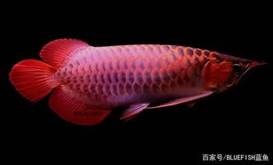 紅龍魚的種類有哪些（紅龍魚品種概述知乎專欄[需手動填充]紅龍魚的分類及價格） 龍魚百科 第4張