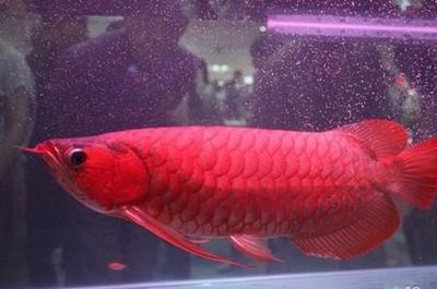 紅龍魚24小時開燈后果（紅龍魚24小時開燈會有什么后果） 龍魚百科 第2張