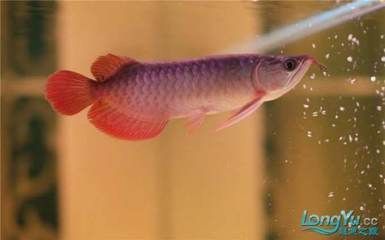 紅龍魚(yú)燈光使用方法圖解（紅龍魚(yú)燈光的使用方法） 龍魚(yú)百科 第6張