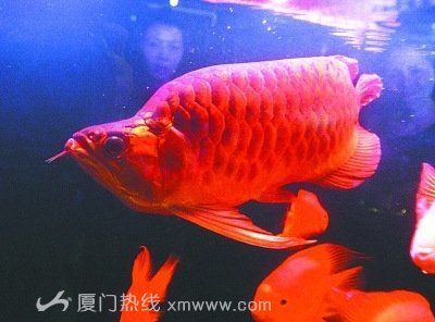 紅龍魚最大可以長到多少斤（紅龍魚的最大體長和重量是多少呢？） 龍魚百科 第4張