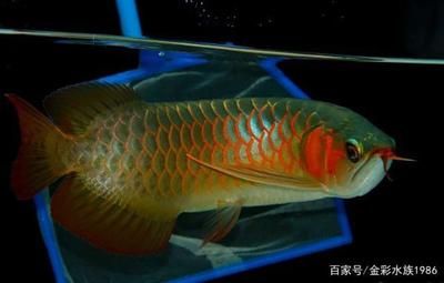 紅龍魚什么頭型好（紅龍魚頭型的8大頭型分析紅龍魚的9大頭型分析） 龍魚百科 第6張