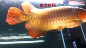 紅龍魚(yú)還是金龍魚(yú)好看（關(guān)于“紅龍魚(yú)還是金龍魚(yú)好看”這個(gè)問(wèn)題實(shí)際上非常主觀）