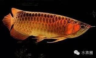 紅尾龍魚價(jià)格是多少（紅尾龍魚怎么找？） 龍魚百科 第5張