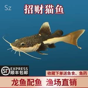 紅尾龍魚價(jià)格是多少（紅尾龍魚怎么找？） 龍魚百科 第7張