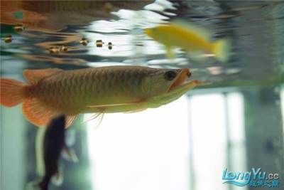 紅龍魚缸怎么配魚飼料好（紅龍魚的飼養(yǎng)方法） 龍魚百科 第4張