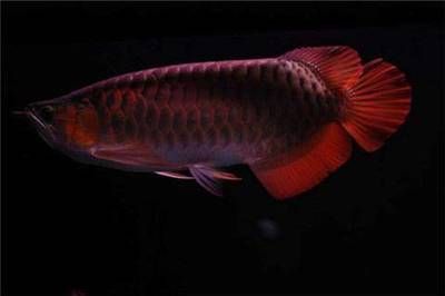 紅龍魚幾年成年可以繁殖后代（紅龍魚怎么繁殖后代「上海巷美農(nóng)業(yè)科技供應(yīng)） 龍魚百科 第7張