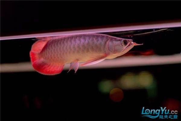 紅龍魚缸燈光一天開多久（養(yǎng)龍魚，開燈多長時間最佳） 龍魚百科 第7張