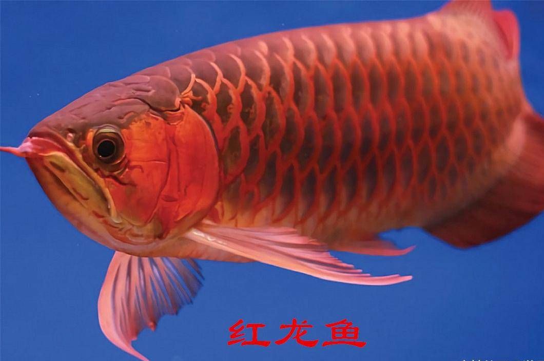 紅龍魚和金龍魚（紅龍魚和金龍魚是備受觀賞魚愛好者喜愛的淡水觀賞魚品種） 龍魚百科 第6張