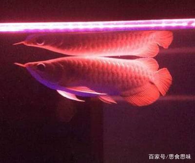 給紅龍魚吃什么小魚（紅龍魚吃什么最好） 龍魚百科 第3張